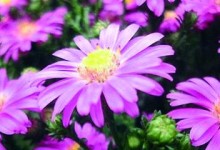 花语迷茫——探寻迷茫之花的含义（解读令人困惑的花语，打破心中的迷雾）