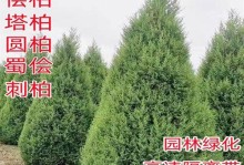 如何繁殖健康的柏树？（掌握扦插、播种繁殖方法，让你轻松拥有美丽柏树！）