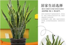 以虎皮兰放新房，甲醛和异味无忧（虎皮兰净化空气，让新房更健康）