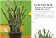 以虎皮兰放新房，甲醛和异味无忧（虎皮兰净化空气，让新房更健康）