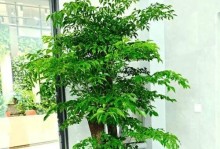客厅植物风水好的种类及摆放方式（打造家居氛围的秘密武器——植物）