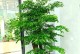 客厅植物风水好的种类及摆放方式（打造家居氛围的秘密武器——植物）