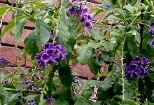 揭秘蕾丝金露花有毒真相（了解蕾丝金露花，保护生命健康）