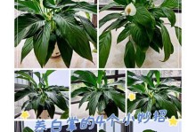 白掌秋季养殖技巧大揭秘（教你如何让白掌秋季开花绽放）