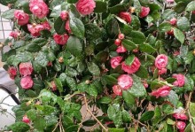 保护冻了的花朵，温暖春日的期盼（冷冬如何给冻了的花朵提供温暖？保护花朵的养护方法一览）