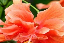 探秘扶桑的花瓣之美（揭开扶桑花瓣奥秘的神秘面纱）