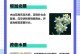 水仙叶子卷曲的原因及解决方法（水仙叶子卷曲怎么办？原因分析与应对措施）