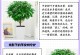 树木叶片发黄的原因及处理方法（了解叶片发黄的原因，采取正确的处理措施来拯救植物健康）