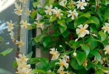 风车茉莉花期（探寻风车茉莉的美丽秘密，从花期入手！）