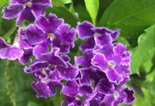 蕾丝金露花有毒吗？——解析其毒性及安全使用方法（掌握蕾丝金露花的特点和用途，避免误食和过量使用）
