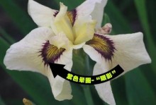 鸢尾的冬季护理指南（了解鸢尾花的过冬要点，让其健康越冬）