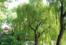 柳树叶子的形态特征（探秘柳树叶子的形状、样子和特点）