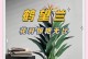 以鹤望兰叶子黄的处理方法（教你如何有效地处理鹤望兰叶子黄的问题）