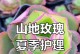夏日玫瑰花的养护秘籍