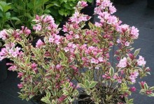 春来必备，需要春化的花卉有哪些（探索春季花卉品种，打造花园新风貌）