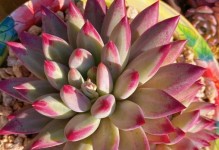 多肉植物的冬季养护（保护植物不受严寒侵袭）