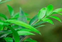 木耳菜的生长环境（喜阴还是喜阳？）