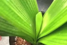 以君子兰夹箭烂了怎么处理（一起来学习君子兰烂箭的处理方法吧！）