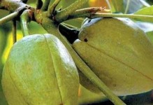 发财树花期多长时间？（了解这些要点，让你的发财树更加茁壮。）
