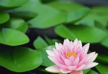 揭开睡莲的神秘面纱（探究睡莲的分类及特点）