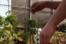 养花发黄怎么处理（教你如何有效处理养花发黄的问题）