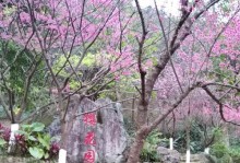 揭秘樱花的生长环境与特点（探究樱花适宜生长的条件与美丽的特征）