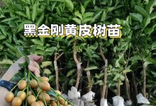黄皮树嫁接指南（嫁接方法、注意事项、养护技巧）