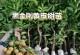 黄皮树嫁接指南（嫁接方法、注意事项、养护技巧）