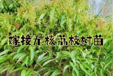 荔枝养护指南（如何让荔枝长势旺盛？，荔枝养护的秘诀。）