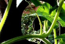 南瓜的开花结果时间及相关知识（南瓜的生长周期、适宜种植季节、养护方法、病虫害防治等）