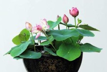 睡莲怕冷吗？冬天怕冻吗？（探究睡莲的生命适应性）