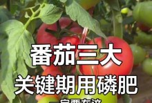 磷酸二氢钾浇西红柿的正确方法（科学家指出，正确使用磷酸二氢钾可大幅提高西红柿产量）