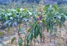如何提高芒果嫁接成活率（掌握正确的嫁接技巧，让芒果成活率高达90%）