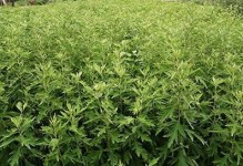 艾草种植指南（时间方法详解，轻松打造艾草之园）