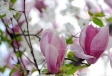 探寻广玉兰之乡——南昌市花（美丽南昌，广玉兰香）