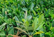 非洲茉莉冬天楼房的养殖技巧（打造温暖舒适的冬季花园）