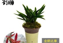 墨兰花什么时候开花？（了解墨兰的开花时间和繁殖方式）