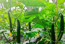 冬瓜种植技巧（一步一步学会种植冬瓜，轻松拥有丰收成果）