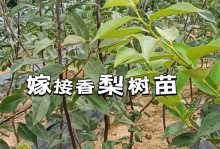 梨树芽接的最佳时间和技术方法（掌握正确时间和方法，打造优质果园）