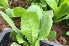 菜花种植攻略（掌握这些技巧，让你种出肥美的菜花）