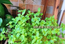 凤仙花种植全攻略（从选择时机到养护技巧，让您成为凤仙花高手）