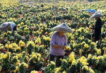 菊花栽种指南（一步步教你如何成功种植和照顾菊花）