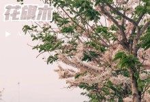 认识花旗木——一种独特的木材（了解花旗木的特征及其应用领域）