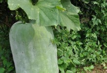 探秘冬瓜的植物分类及特性（冬瓜是什么植物？它的特性有哪些？）