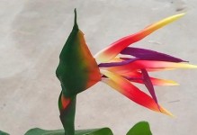 自由之花（探究世界各地象征自由的植物，感受自由的美好）