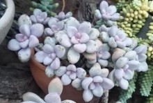 夏季艾伦多肉养护全攻略（保持通风透气，防止晒伤，温度适宜才能健康成长）