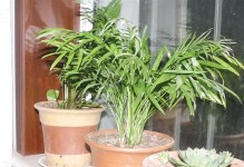打造椰树海洋，收获健康生活（掌握养植技巧，让袖珍椰子茁壮成长）