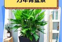 万年青叶子怎样变绿（揭秘万年青叶子绿色变化的奥秘）