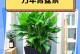 万年青叶子怎样变绿（揭秘万年青叶子绿色变化的奥秘）