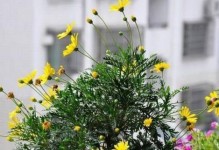 以玛格丽特花怎么浇水（掌握正确的浇水方法，让玛格丽特花健康茁壮成长）